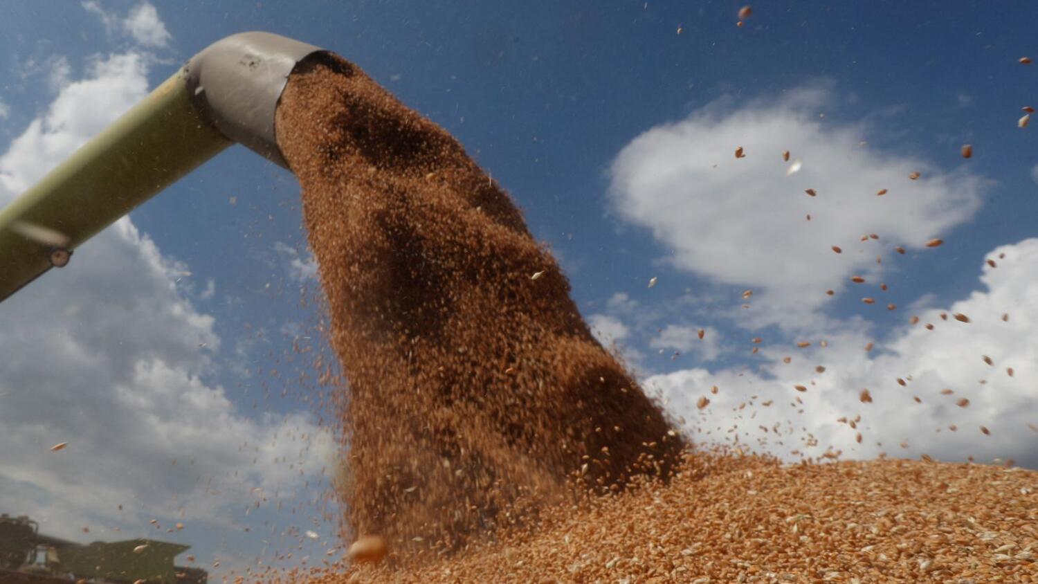 UAE Bans Indian Wheat