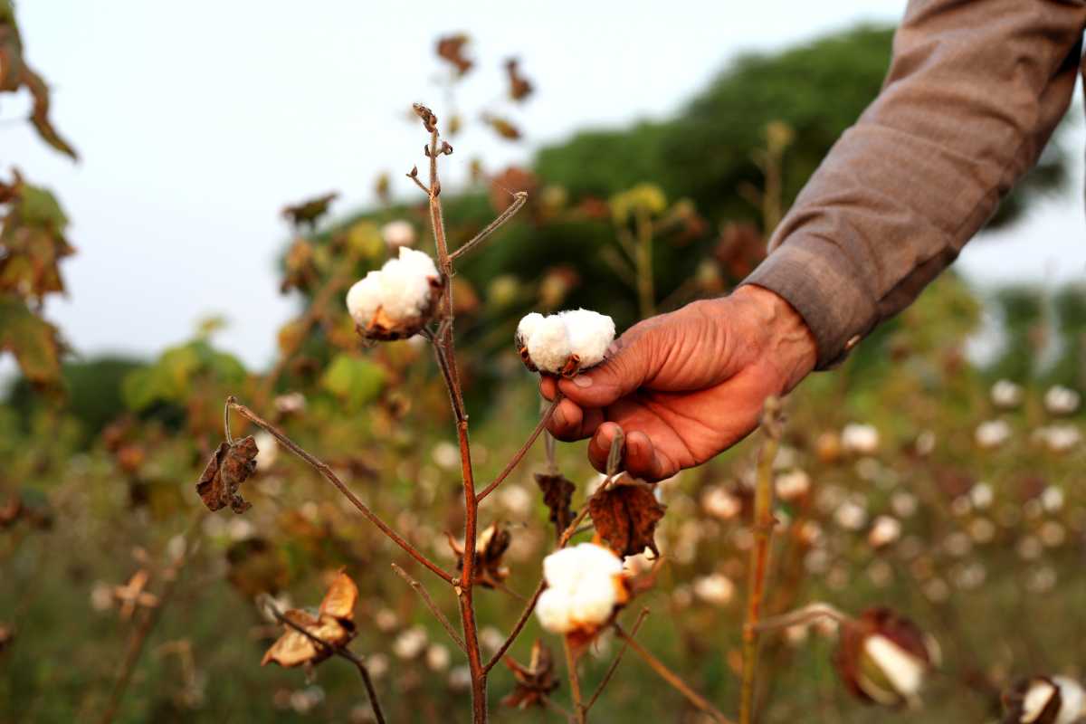Cotton Export, MSP of Cotton, Cotton Price