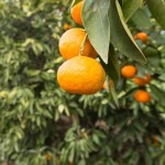 Orange Farming, Planting, Growing