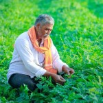 PM Kisan 13th Instalment : पीएम किसान योजनेचा 13 वा हप्ता कधी मिळणार, जाणून घ्या